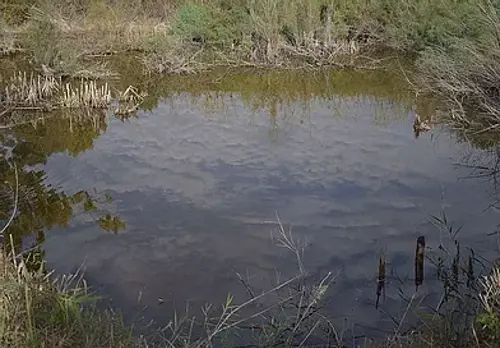 חקר בתי גידול לחים בגולן - למידה שצומחת מהשטח